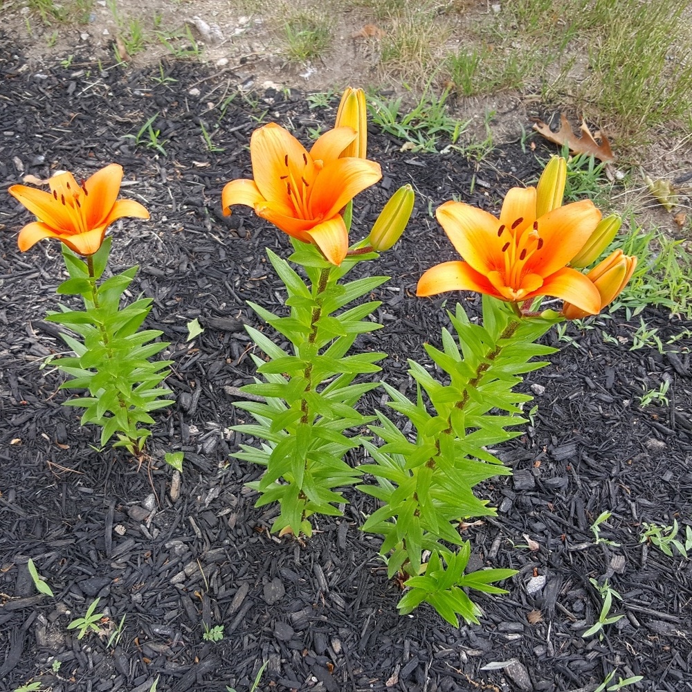 Meet your Posher, Cynthia